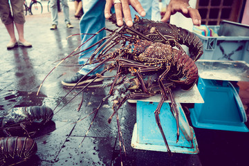 Fishermar holding some fresh lobsters of santa cruz in market seafood photographed in fish market, galapagos, vintage