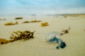 Jellyfish in the water on the sandy shore of Galapagos island