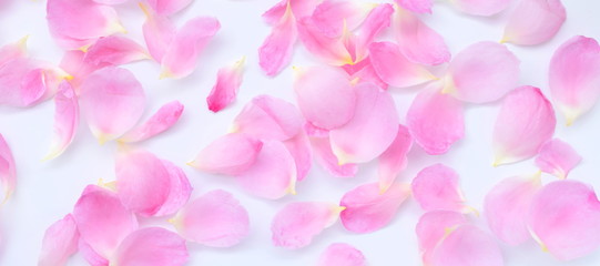 ピンクの薔薇の花びら