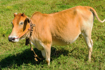 In the afternoon, the brown cow standing in a meadow greenery. On a clear day