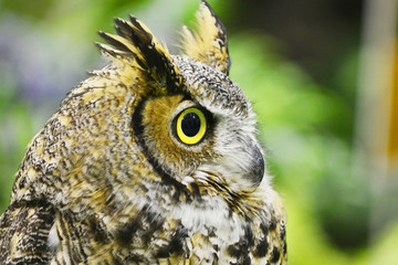 Head of Great Grey Owl