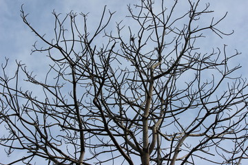 Leafless Tree