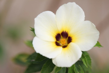 Fototapeta na wymiar Yellow Flower