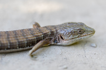 Adult California Alligator Lizard - Elgaria multicarinata multicarinata. Santa Clara County, California, USA.