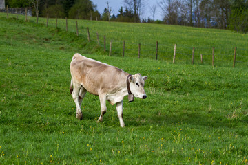 Naklejka na ściany i meble Alpine cows grazing on mountain meadows