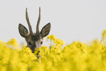 Rehbock im Raps