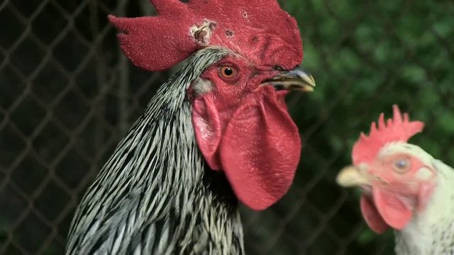 Portrait. The cock is black and white on the farm. It gives a voice of alarm. Enable audio track