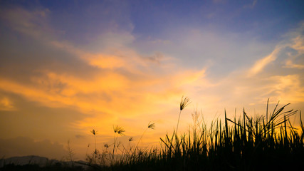 Silhouette grass flower meadow in beautiful gold cloud in twilight sunset time.