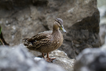 Mallard duck-Waterbird of Europe prefer living in lakes