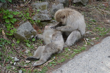 Obraz premium 地獄谷野猿公園の猿