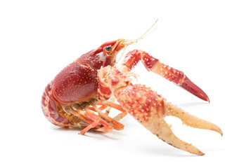 Crayfish Procambarus Clarkii Ghost on black background.