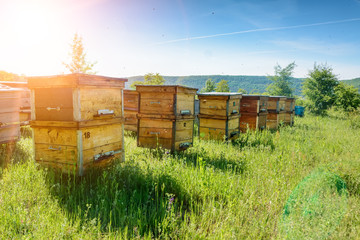 Bijenkorven in een bijenstal met bijen die naar de landingsplanken vliegen. Bijenteelt.