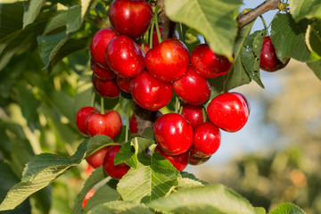 cherries