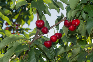 cherries