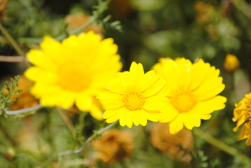 daisies 3