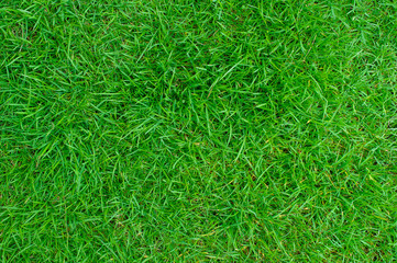 green grass natural background texture