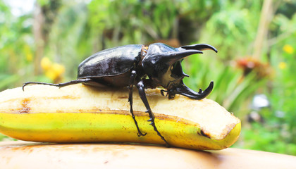 Giant rhinoceros beetle(Chalcosoma caucasus) catch in nature in Thailand