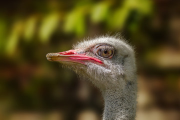 animal big bird of an ostrich