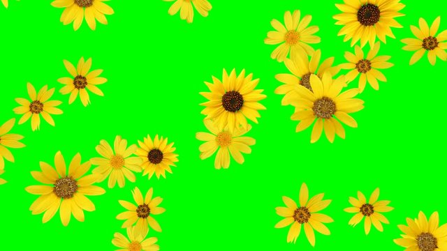 Flower Animation (sunflower) - seamless looping, green screen, 4K
