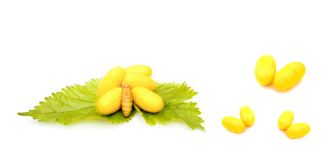 Cocoon of silk worm on white background.