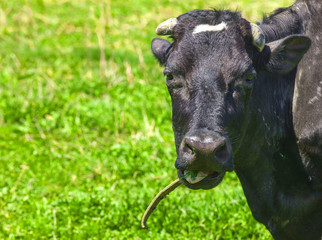 Cow portrait. Cow lying on  grass.