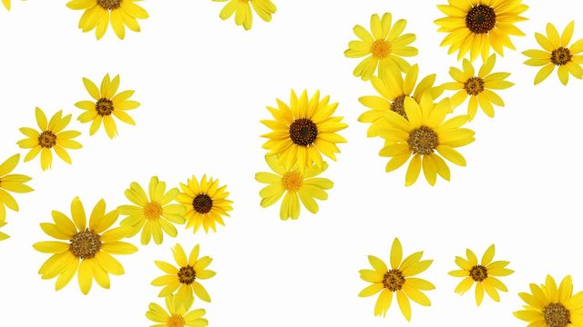 Flower Animation (sunflower) - seamless looping, alpha channel, 4K
