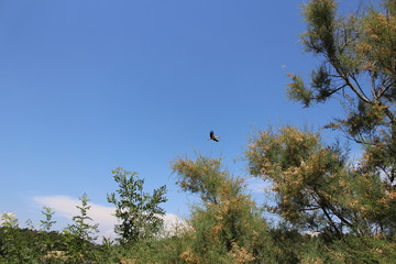 oiseau qui vole