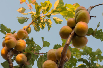 apricot