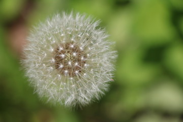 Fototapeta premium 蒲公英の綿毛