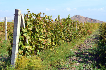 Fototapeta na wymiar Vineyards in the mountains of Armenia
