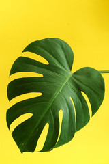 monstera leaf © Maksim Shebeko
