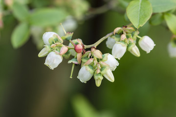 White flowers of bushy blueberries.