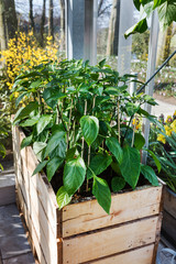 vegetables in the greenhouse