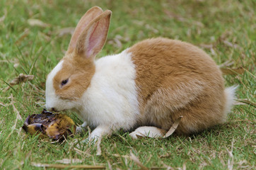 Rabbit is sniffing rotten mango