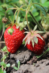 strawberry - 158327463