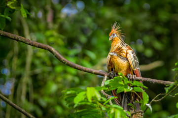 Goatsin Opisthocomus hoazin on a tree in Limoncocha National Park in the Amazon rainforest in Ecuador