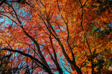 autumn in karuizawa
