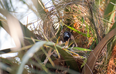 A small bird on the tree,Bird are nesting