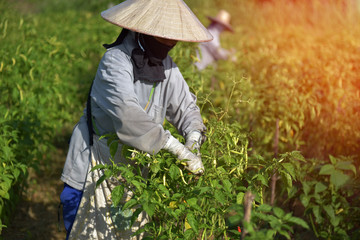  Chili Garden agriculturist