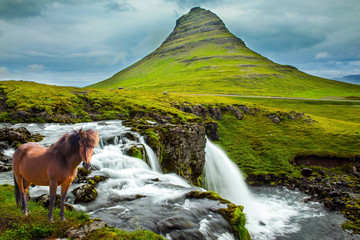 Ruffled Icelandic horse grazes