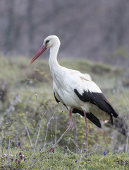 White Stork