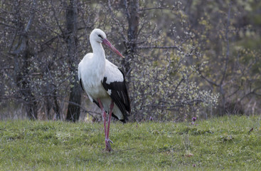 White Stork