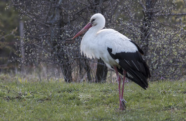 White Stork