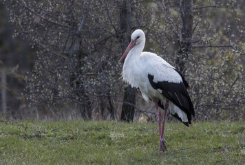 White Stork