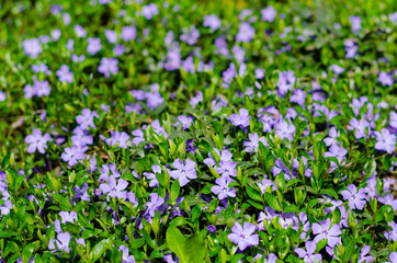 Carpet of blue periwinkle flowers in the meadow of fresh green grass