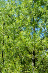 Fototapeta na wymiar white pine tree needles