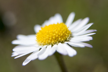 Fototapeta premium Daisy