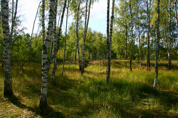 Obraz premium Golden autumn in the forest and bright sunlight through the leaves.