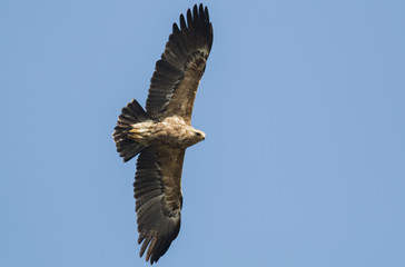 Lesser Spotted Eagle