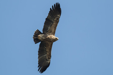 Lesser Spotted Eagle